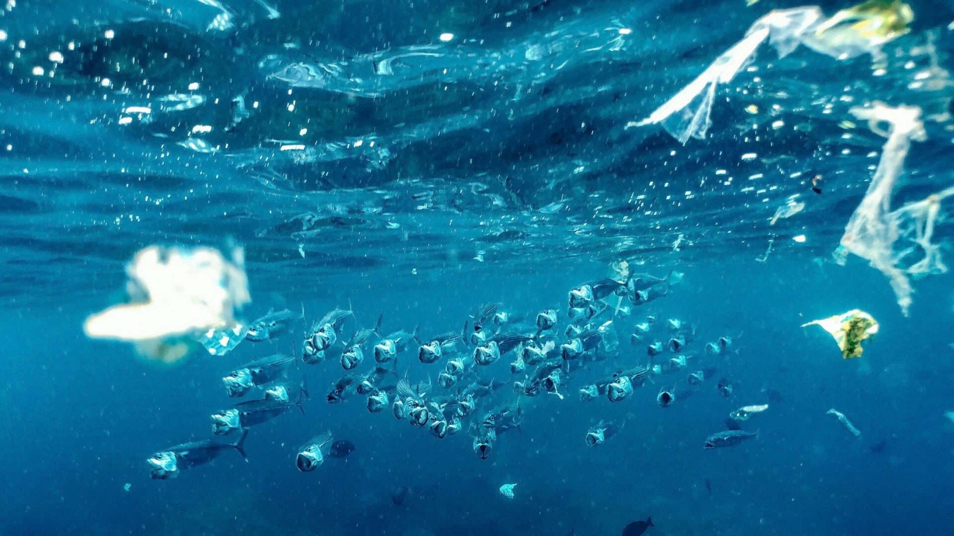 Microplastics in blue water